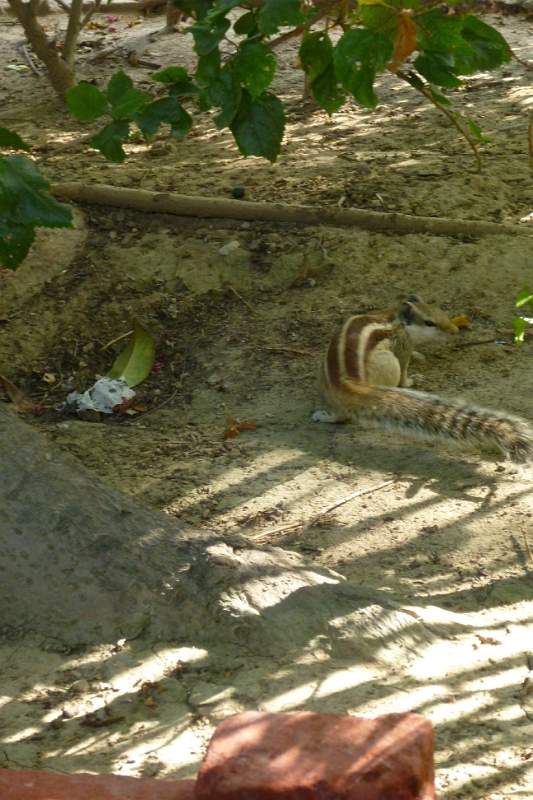 India & Nepal 2011 - 1279